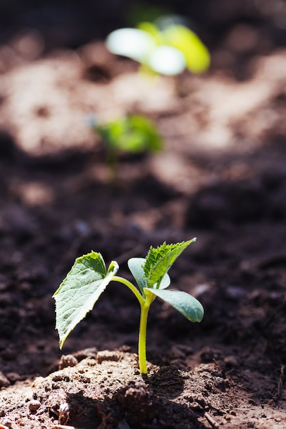 Primer plano de una plántula de pepino en el campo.