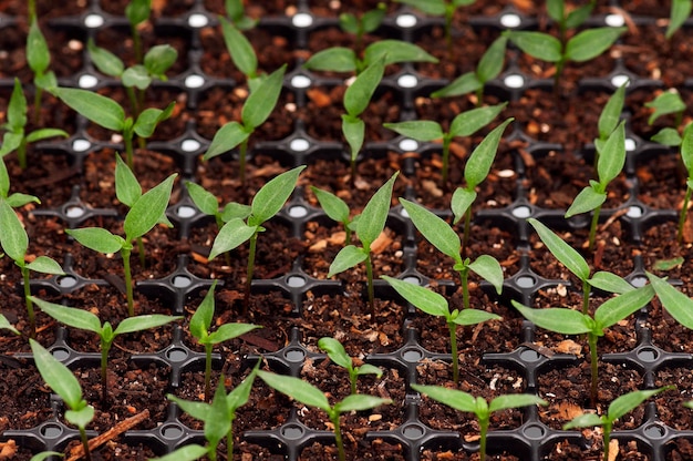 Primer plano de una plántula verde que crece en el suelo