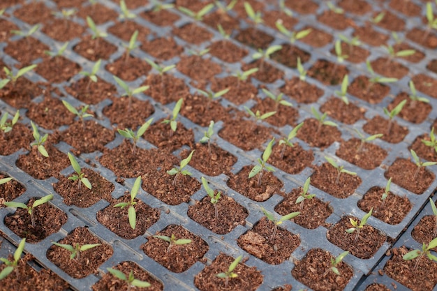 Primer plano de plántulas de tomate verde joven en bandeja de plántulas