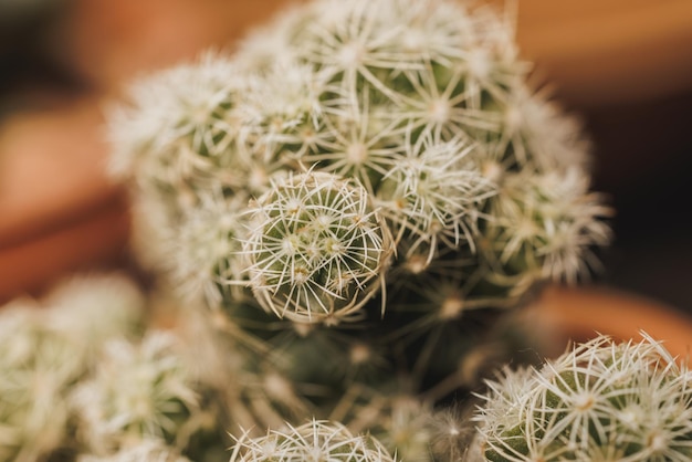 Primer plano de plántulas varietales de flores de cactus alargadas Mammillaria en una olla. Plantas en un centro de jardinería.