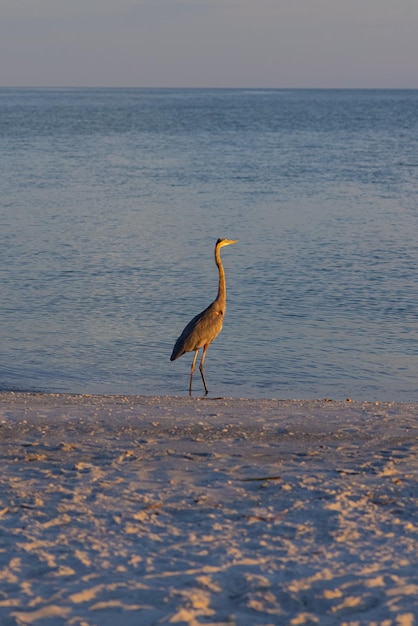 Primer plano de una playa aves Florida