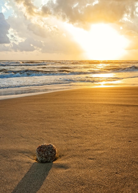 Primer plano de la playa con esponja de mar en la orilla al atardecer