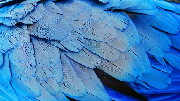 primer plano de una pluma azul