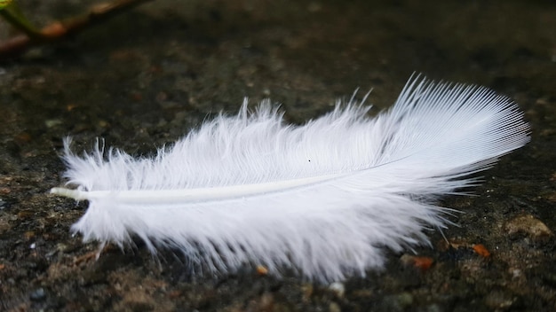 Primer plano de una pluma blanca en un sendero