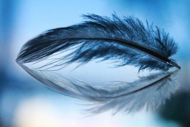 Primer plano de una pluma contra el cielo azul