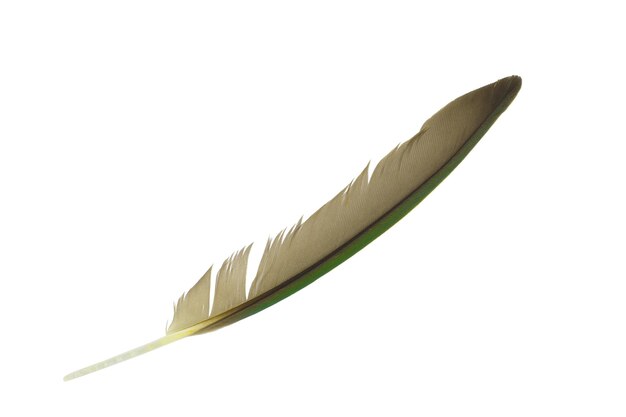 Primer plano de la pluma contra un fondo blanco