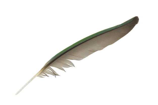 Primer plano de la pluma contra un fondo blanco