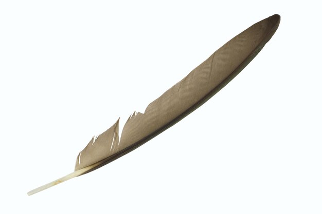 Primer plano de la pluma contra un fondo blanco