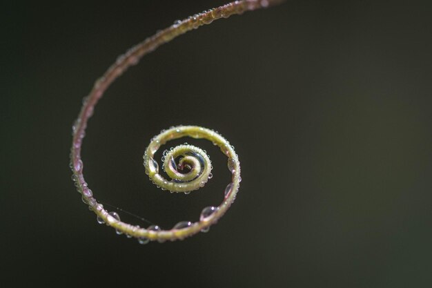 Foto primer plano de una pluma contra un fondo negro