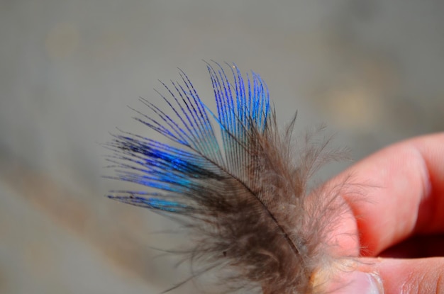 Primer plano de una pluma en la mano