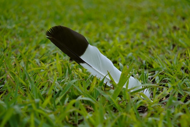 Foto primer plano de una pluma en papel