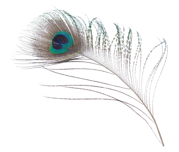 Primer plano de una pluma de pavo real contra un fondo blanco