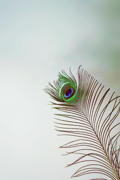 Foto primer plano de una pluma de pavo real contra la pared