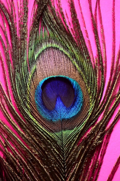 Foto primer plano de una pluma de pavo real sobre un fondo rosado