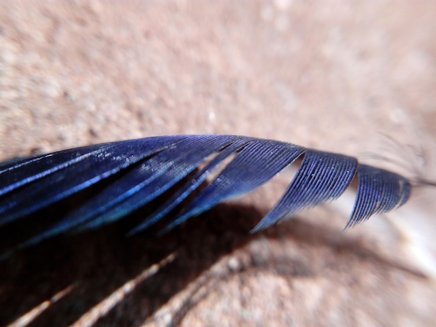 Foto primer plano de una pluma de pavo real