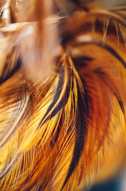 Foto primer plano de una pluma