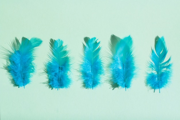 Primer plano de plumas azules brillantes sobre un fondo verde claro.