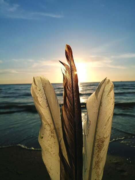 Foto primer plano de las plumas contra el mar tranquilo