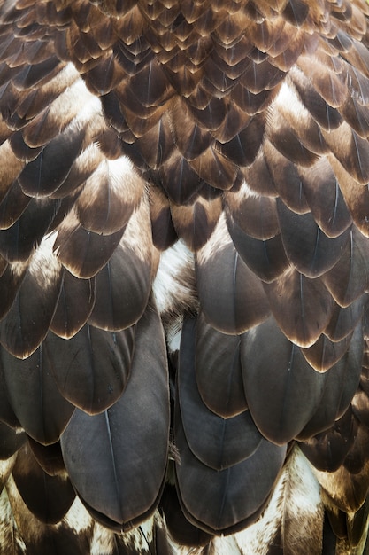 Primer plano de las plumas marrones de una hermosa águila, cruce de la estepa y el águila real