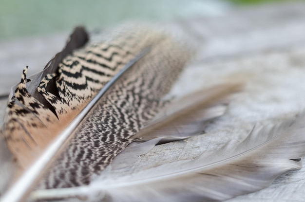 Foto un primer plano de las plumas en la mesa