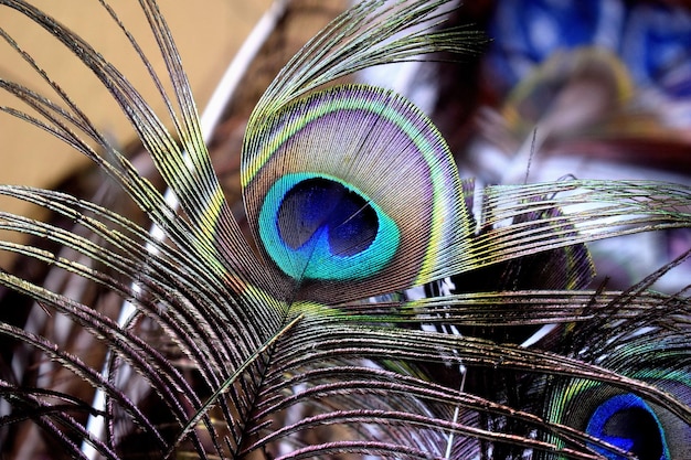 Primer plano de las plumas multicolores