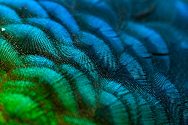 Foto primer plano de las plumas de pavo real macro pluma azul pluma de pájaro animal macro fotografía