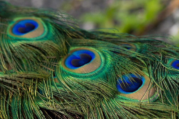 Primer plano de las plumas de pavo real