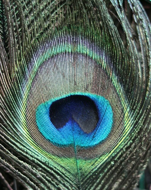 Foto primer plano de las plumas de pavo real