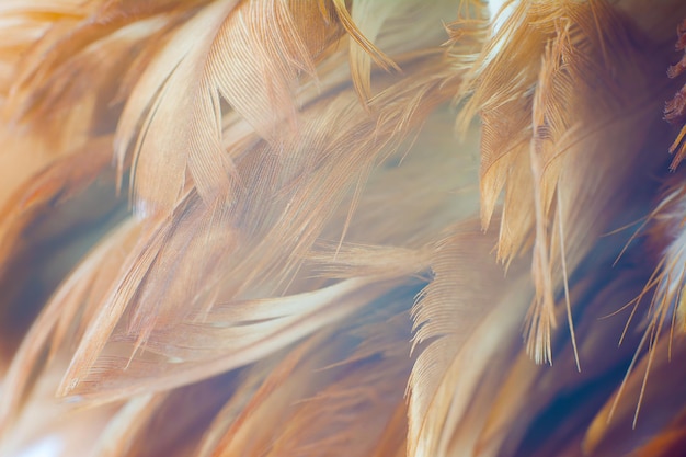 Primer plano de las plumas
