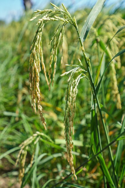 Un primer plano de un poco de arroz en un campo