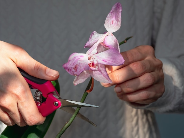 Primer plano poda de flores de orquídeas dañadas con tijeras Jardinería en el hogar Cría de orquídeas Flor púrpura profunda seca Insectos plagas de plantas de interior muerte de orquídeas Fondo oscuro