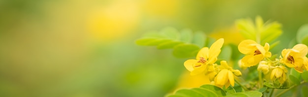 Primer plano de polen de flor amarilla bajo la luz del sol con espacio de copia