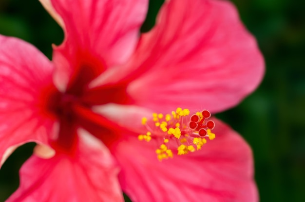 Primer plano de polen de hibisco que muestra un patrón hermoso