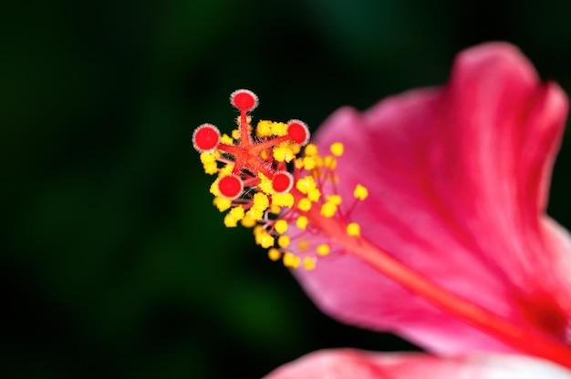 Primer plano de polen de hibisco que muestra un patrón hermoso