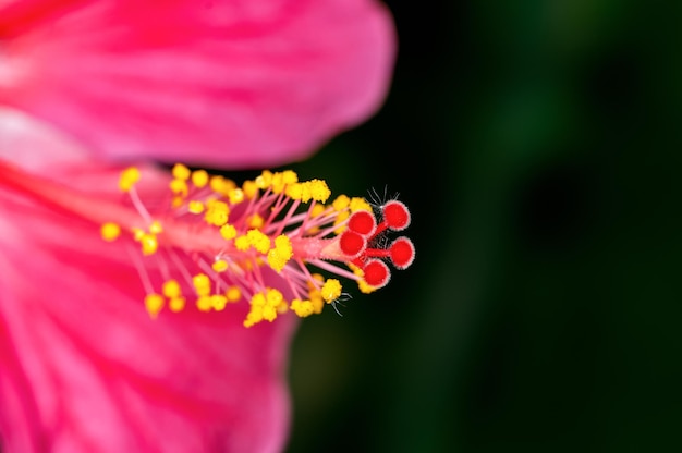 Primer plano de polen de hibisco que muestra un patrón hermoso