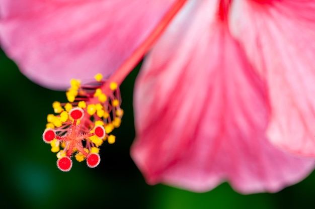 Primer plano de polen de hibisco que muestra un patrón hermoso