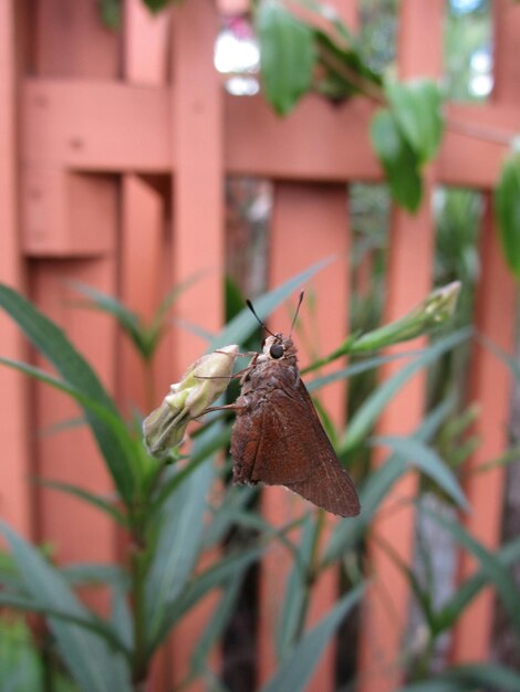 Foto primer plano de la polilla marrón en la flor