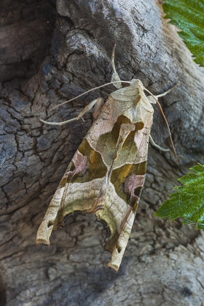 Primer plano de una polilla en el tronco de un árbol en el bosque