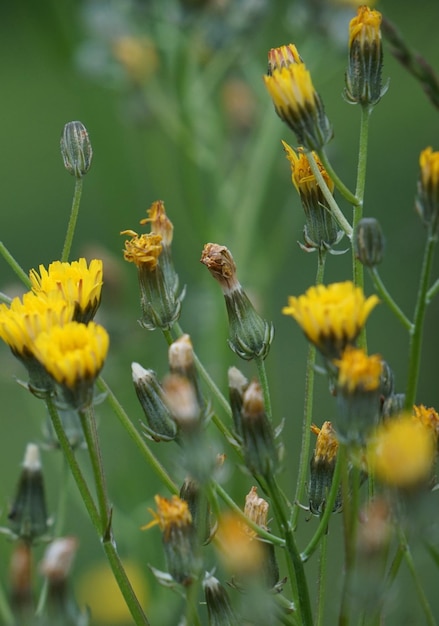 Foto primer plano de la polinización de las abejas en la flor amarilla