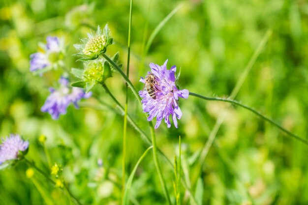 Primer plano de la polinización de las abejas en una flor escabosa