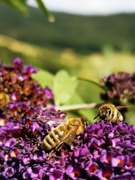 Foto primer plano de la polinización de las abejas en una flor púrpura