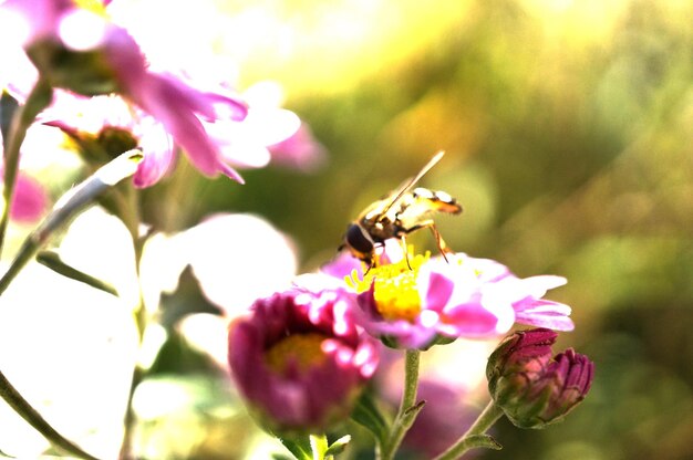 Foto primer plano de la polinización de las abejas en una flor rosada