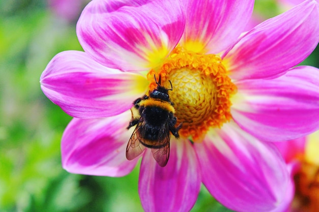 Foto primer plano de la polinización de las abejas en una flor rosada