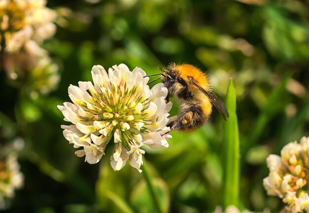 Foto primer plano de la polinización de las abejas en una flor