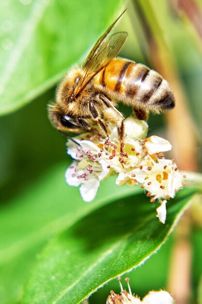 Foto primer plano de la polinización de las abejas en la flor