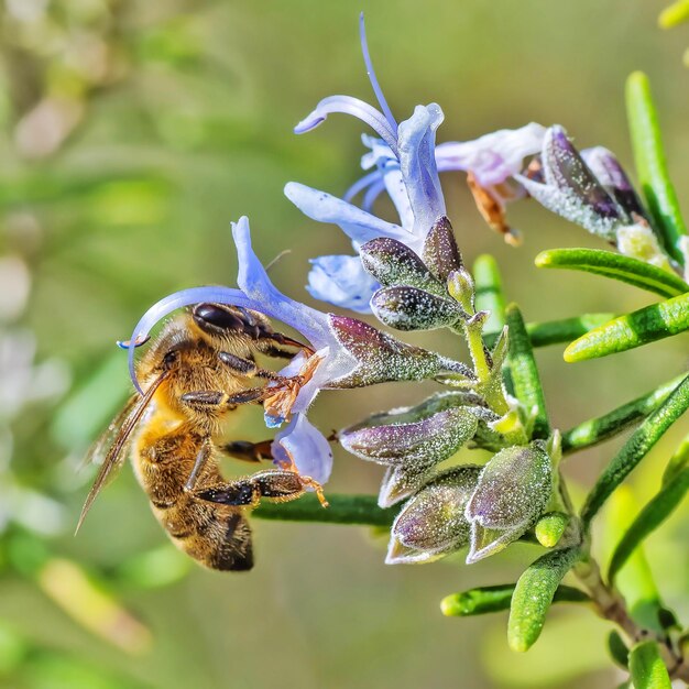 Foto primer plano de la polinización de las abejas en una flor