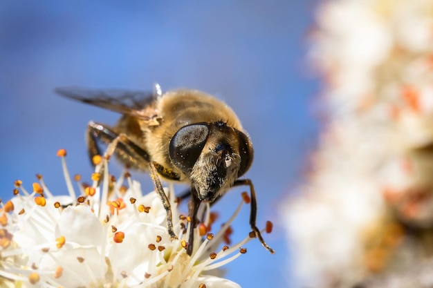 Foto primer plano de la polinización de las abejas en una flor
