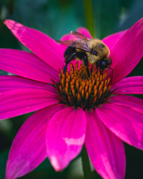 Primer plano de la polinización de las abejas en una flor