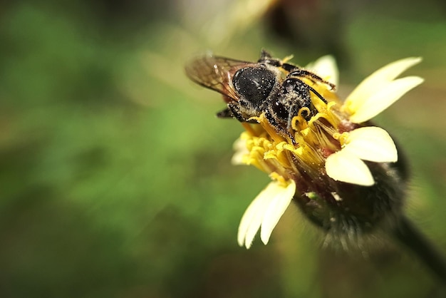 Foto primer plano de la polinización de las abejas en una flor