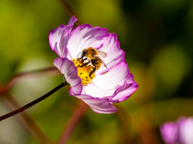 Primer plano de la polinización de las abejas en una flor